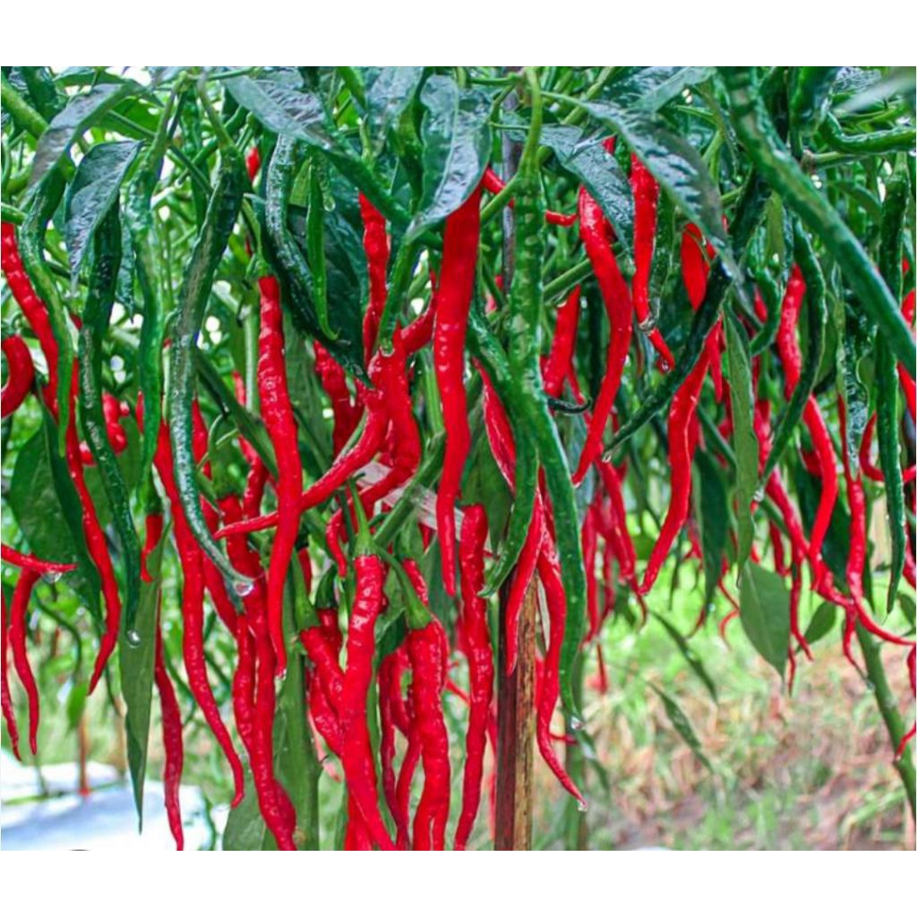 bibit cabe merah kriting siap tanam