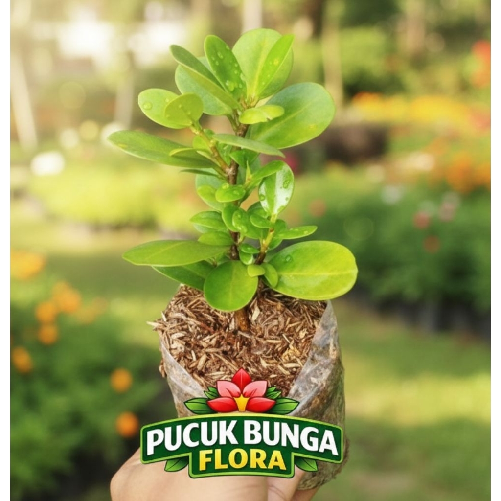 beringin dolar beringin korea bahan bonsai beringin dolar