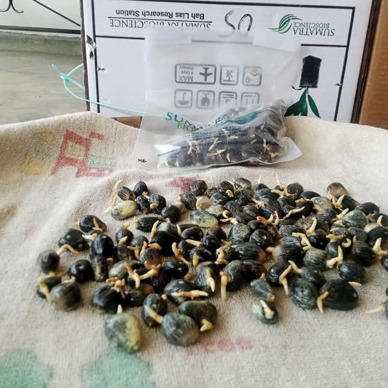 KECAMBAH SAWIT VARIETAS LONSUM