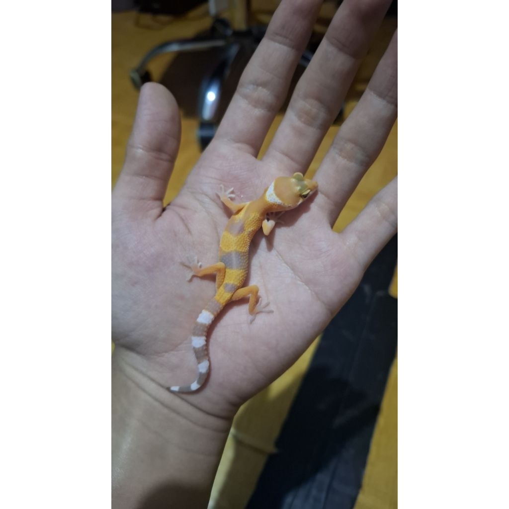 Leopard Gecko Unsex - Sunglow - Usia Baby Incub Male Sehat Gemoi