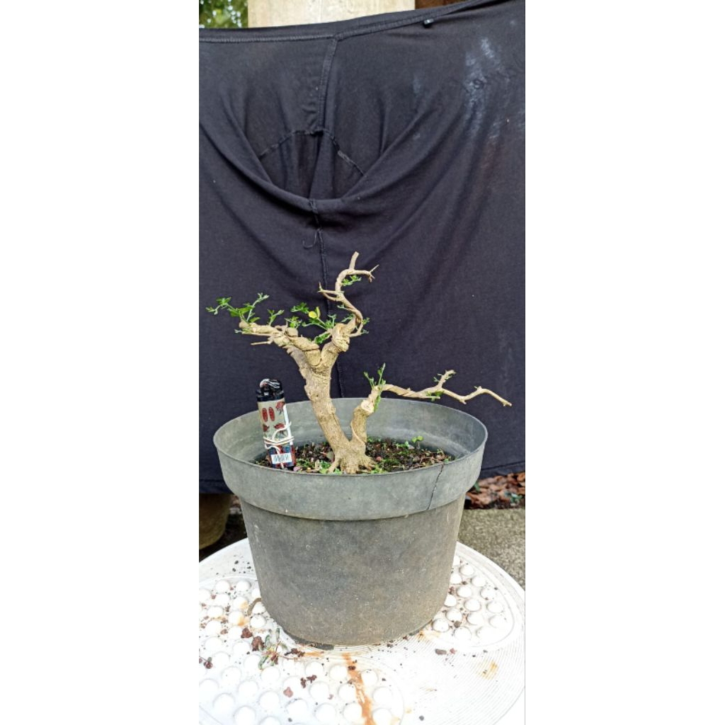 Bonsai jeruk kingkit/Bahan bonsai jeruk kingkit