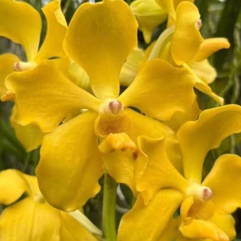 Vanda Jumbo