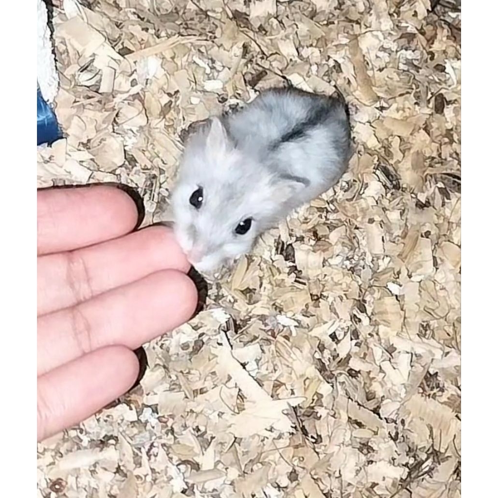 Anakan Hamster Winter White