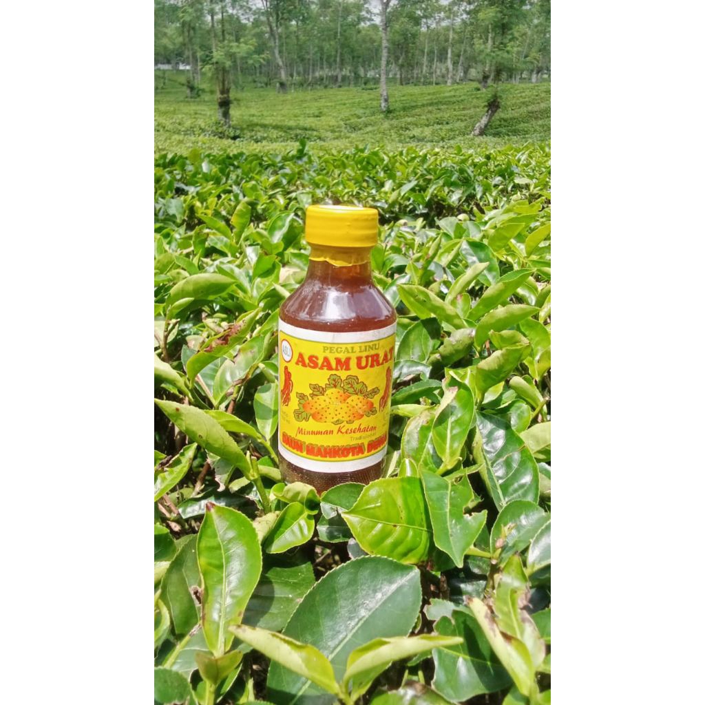 Jamu Asam Urat Pegal Linu