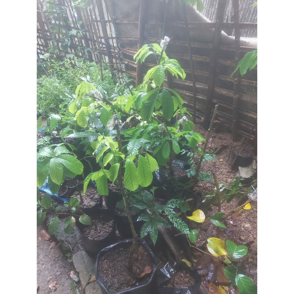 Cangkok Duku sudah berbunga, akar lebat