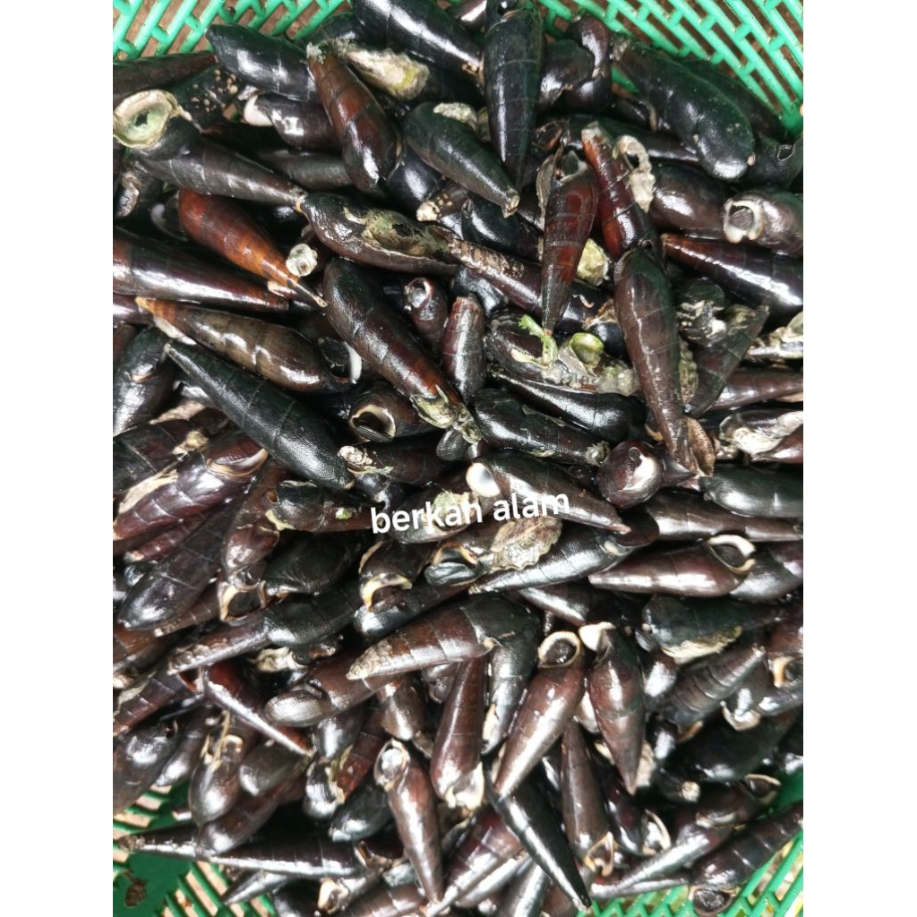 siput laut segar 1 kg
