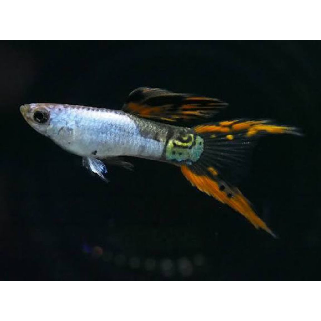 Silverado double sword guppy
