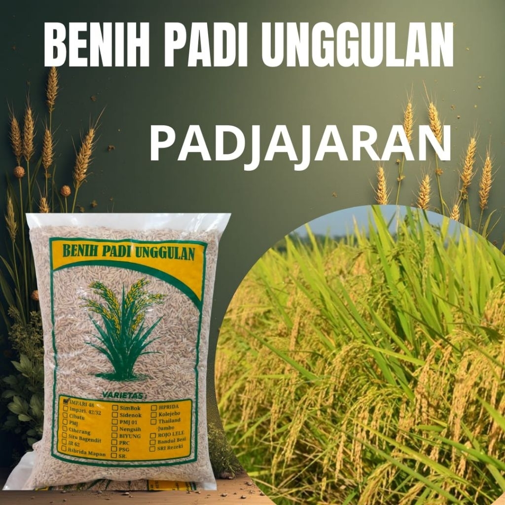 benih padi unggulan berkualitas super Padjajaran