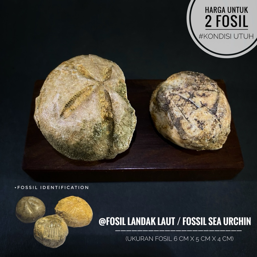 Fosil Landak Laut Purba Natural B24 atau Fossil Sea Urchin atau Fosil Awar-Awar atau Fosil Bintang L