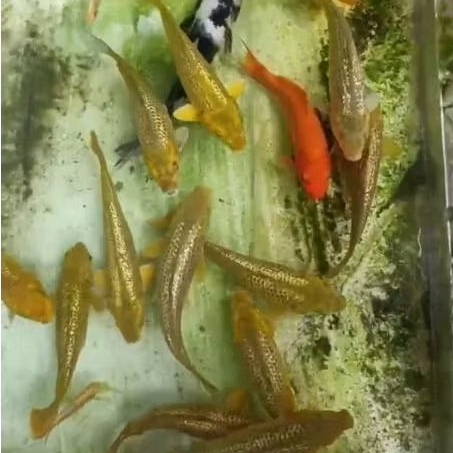 Ikan Koi Chagoi Ginrin Size 25~30cm