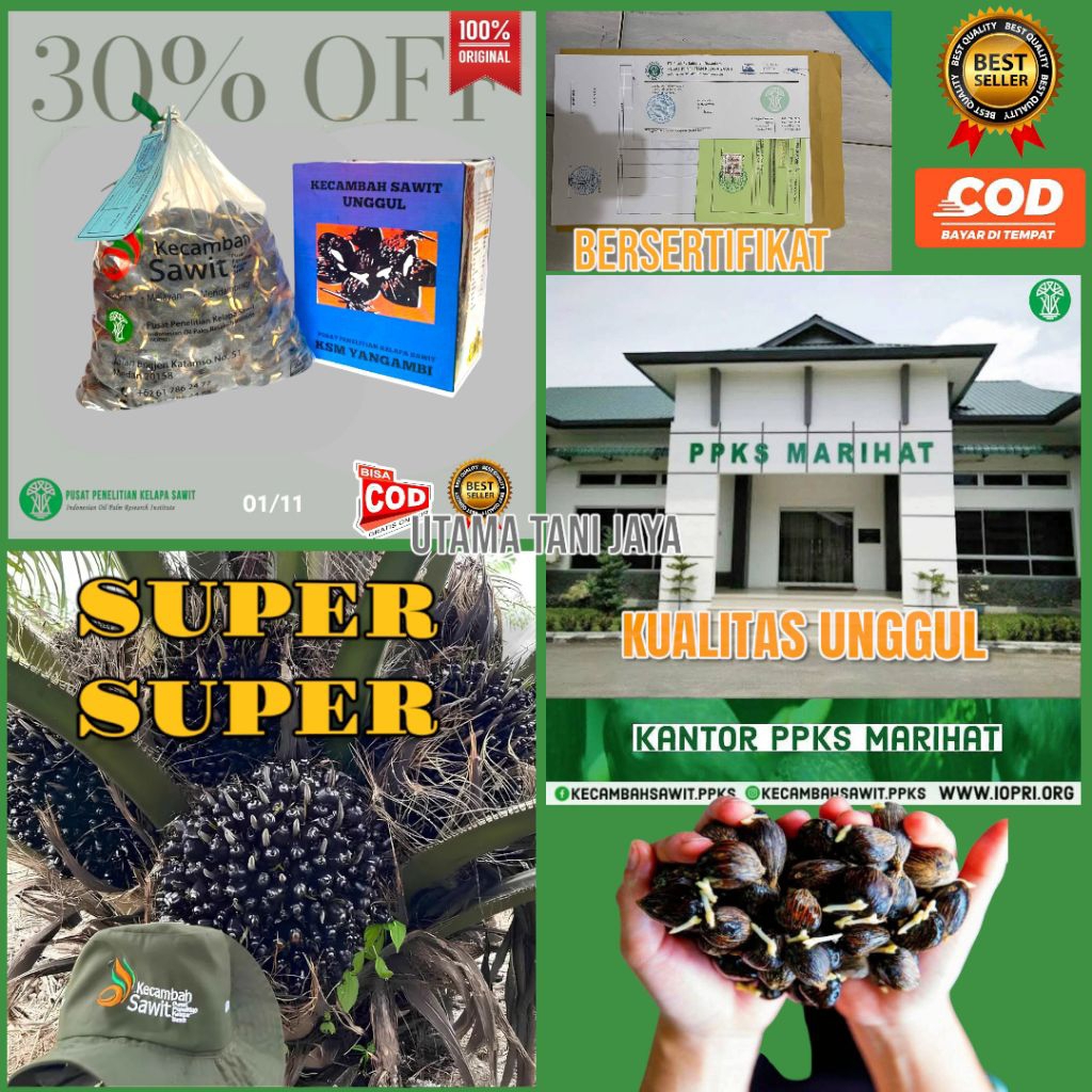 Kecambah sawit bersertifikat+ resmi