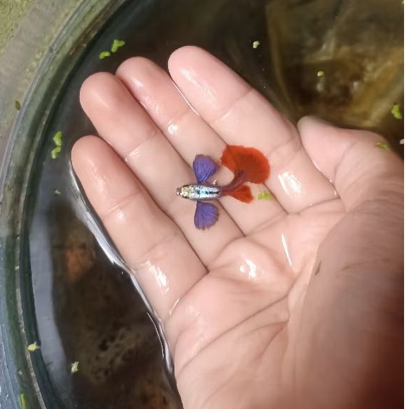 hiasan aquarium PRTDE HM