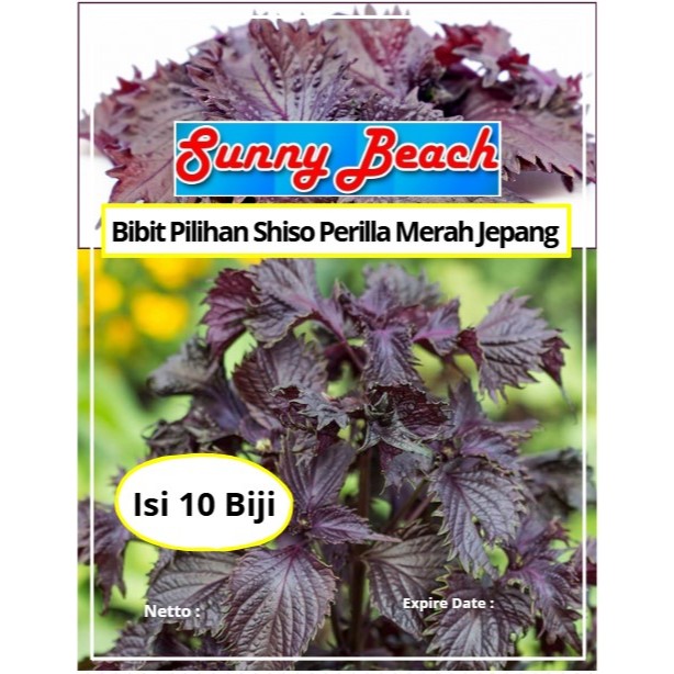 Bibit Pilihan Shiso Perilla Merah Jepang | Biji Benih Shiso Red Perilla | Shiso Perilla