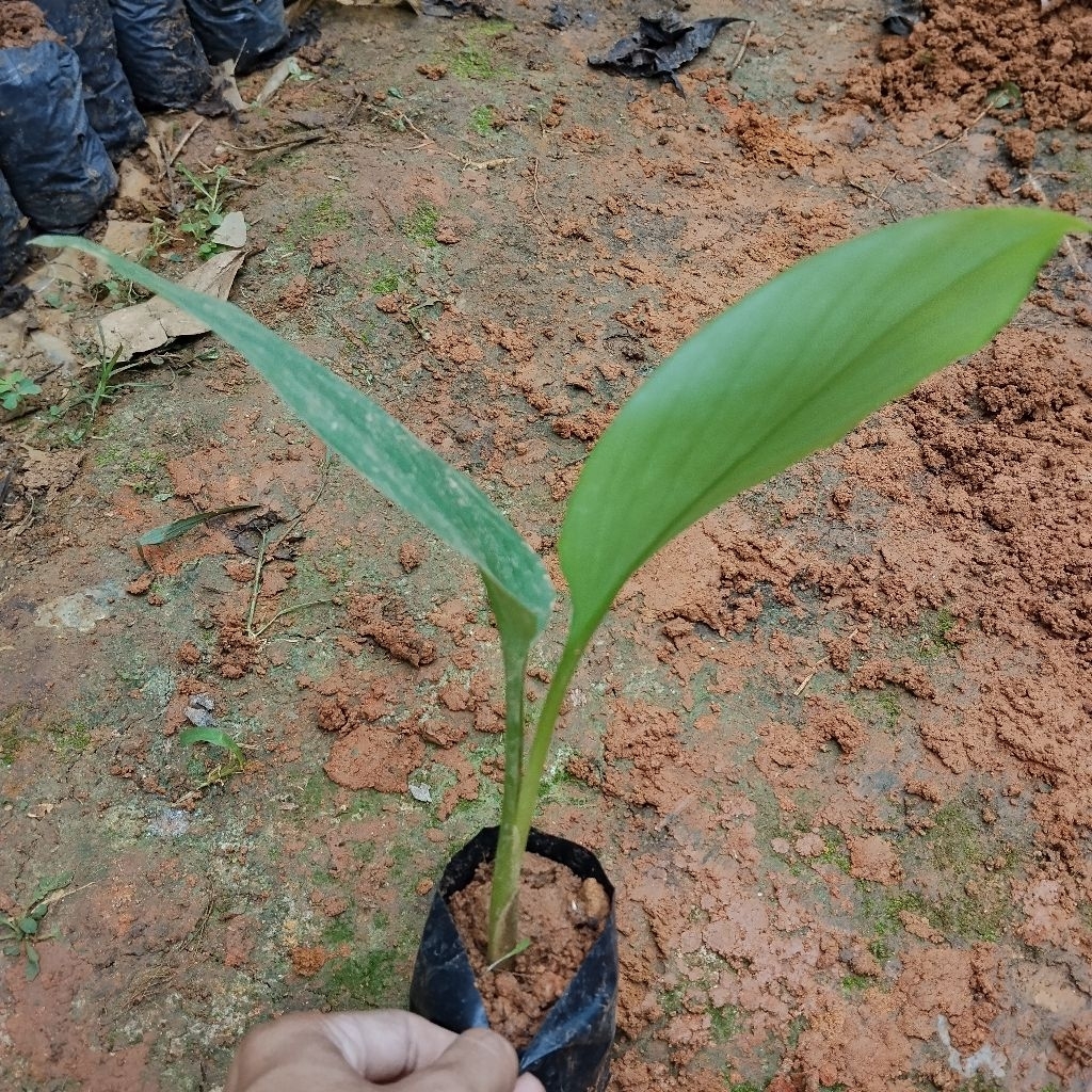 bibit kunci(boesenbergia rotunda)