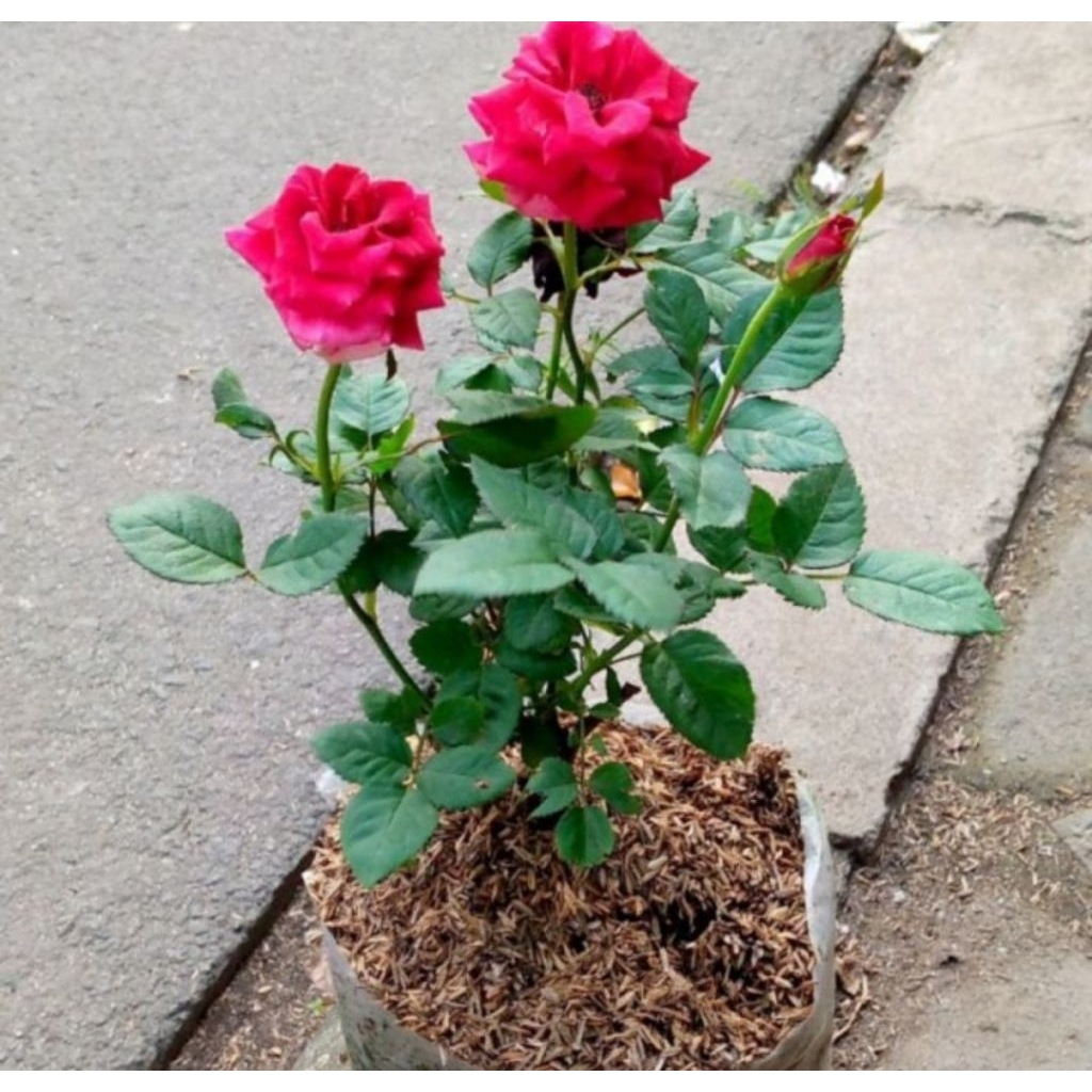 PROMO TERMURAH (BISA COD) Tanaman Hias Bunga Mawar Floribunda Warna merah / bunga mawar putih / bung