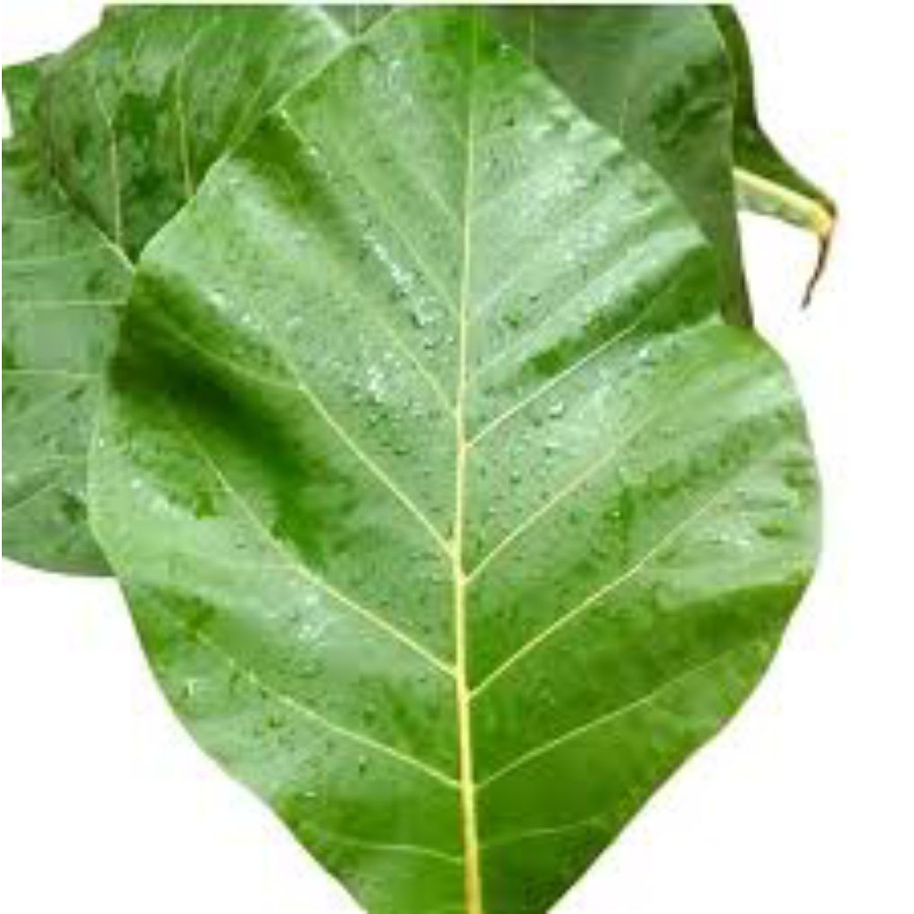 100 lembar daun jati segar untuk obat herbal/ bungkus makanan
