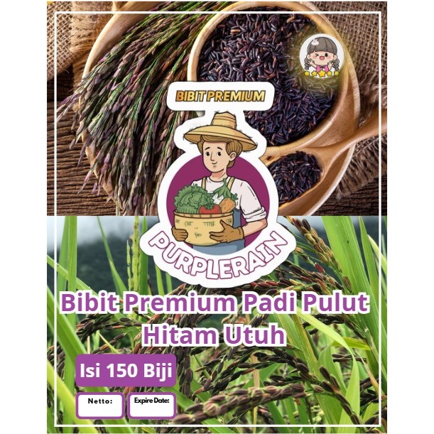 Bibit Premium Padi Pulut Hitam Utuh | Biji Benih Padi Ketan Hitam | Padi Ketan Hitam