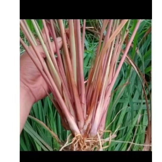 bibit sereh merah/sereh wangi 1 kg