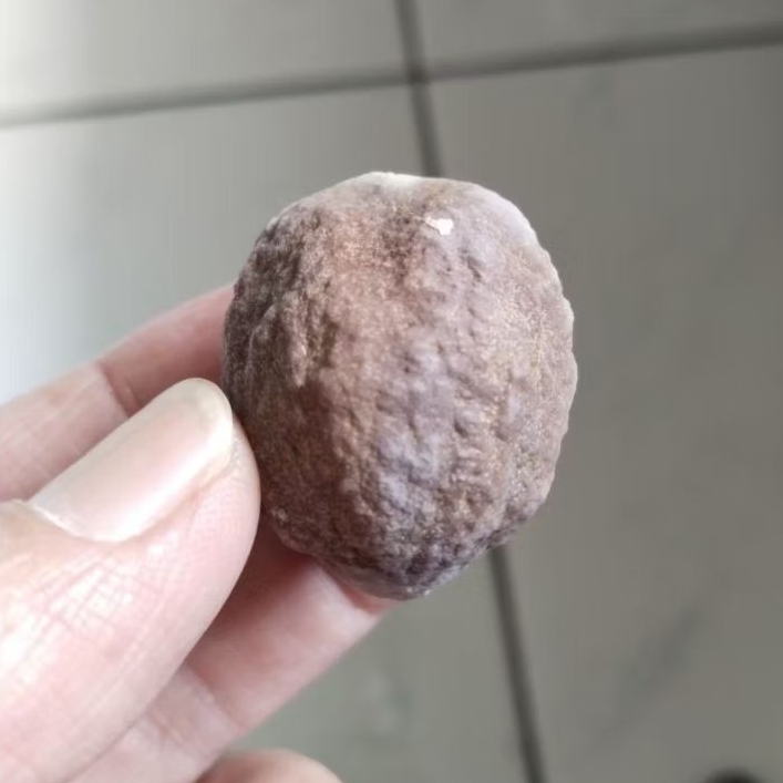 Kemiri Adu Muncang Adu Mayit Silang Yanti Kobra Size Kecil