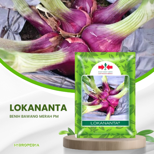 benih bawang  merah lokananta panah merah