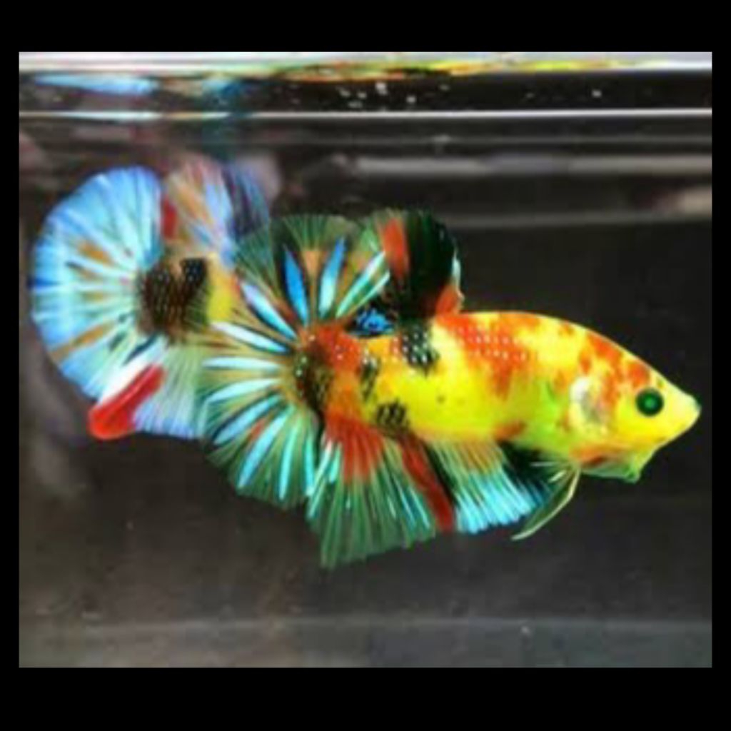 ikan cupang multicolor neon plakat jantan