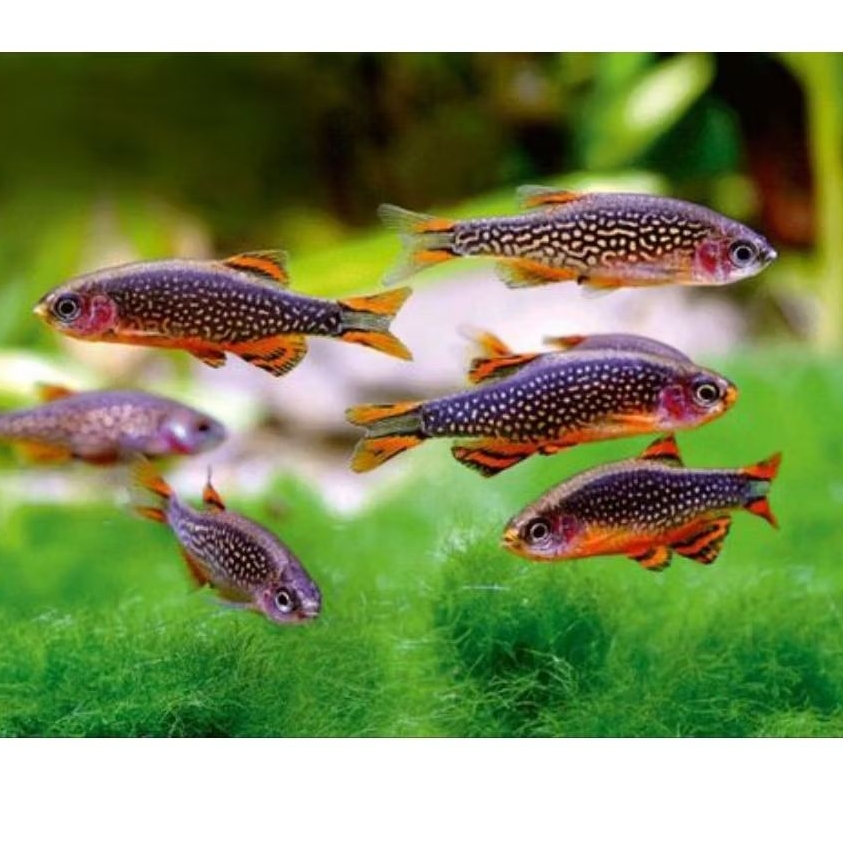 rasbora galaxy hiasan aquascape