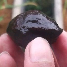 MUNCANG KEMIRI JENIS ADUAN JAWA X JAYANTI ANAK CEO BIG SIZE / BELI 1 DAPET 2