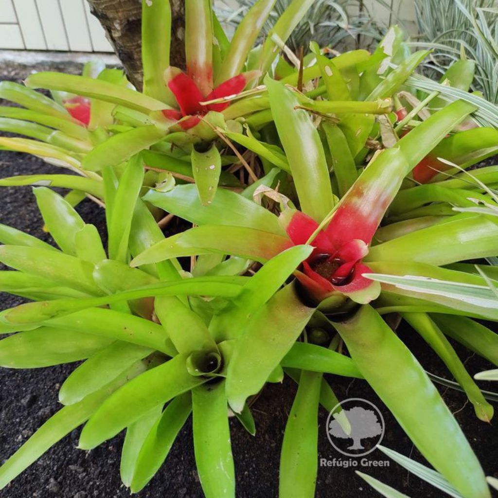 bromelia hijau merah(bromelia neoregelia compacta)