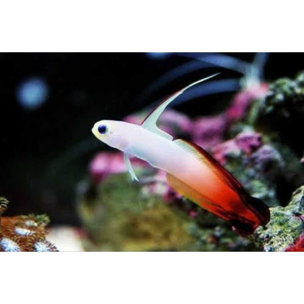 ikan hias laut roket anten merah