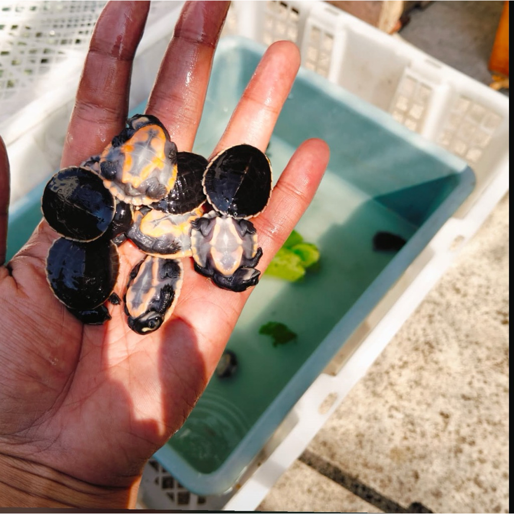 Pelet Damer / Dada merah | Kura Kura Dada Merah Grade A+