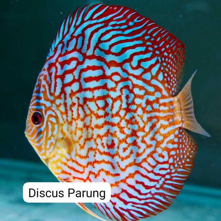 discus 1inch - turquise Galaxy