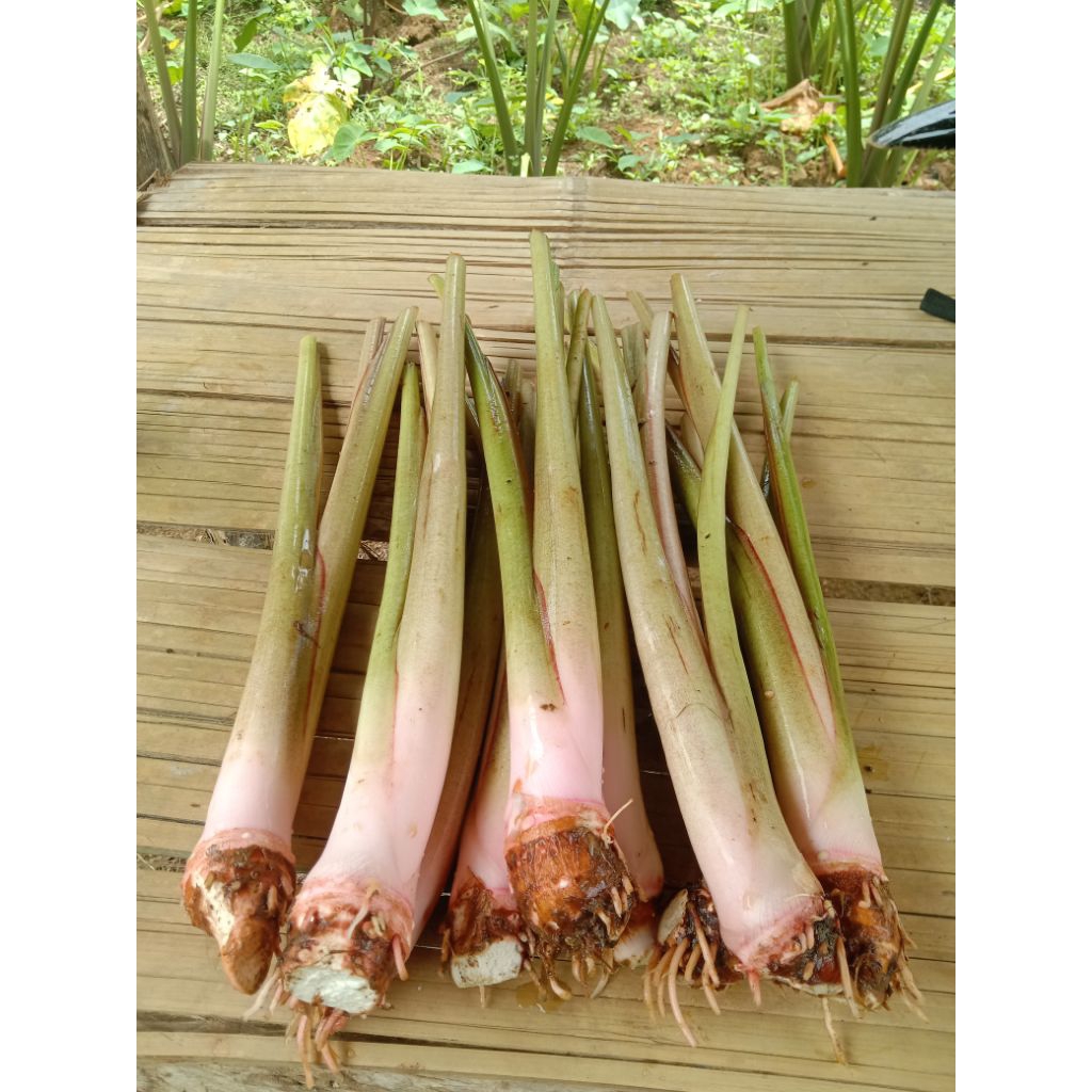 Bibit Talas Bogor / Talas Pratama / Bibit Talas Bogor Asli Siap Tanam