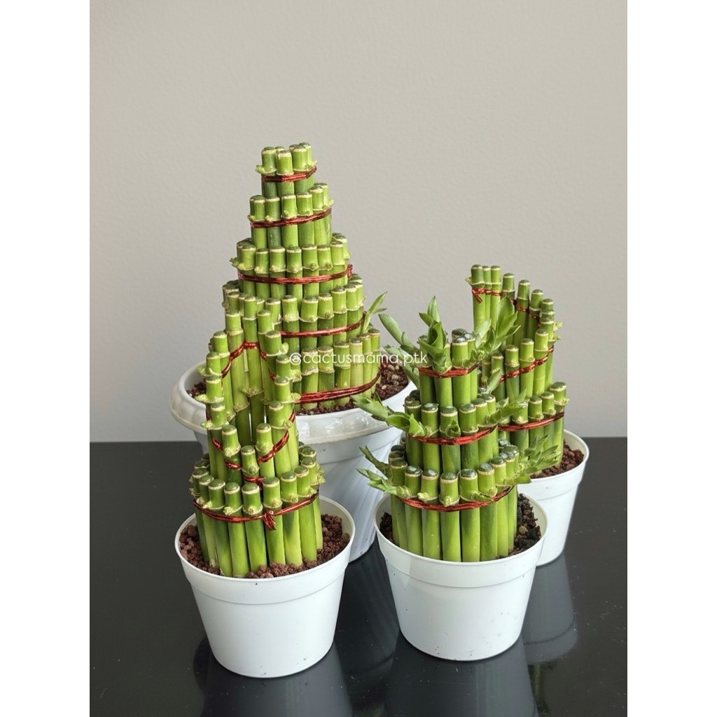 BAMBU HOKI BAMBU REJEKI