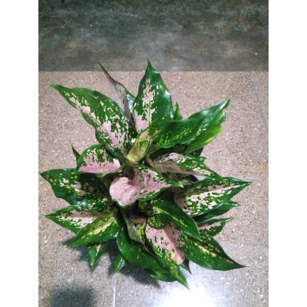 Aglonema kocin aglonema red kocin