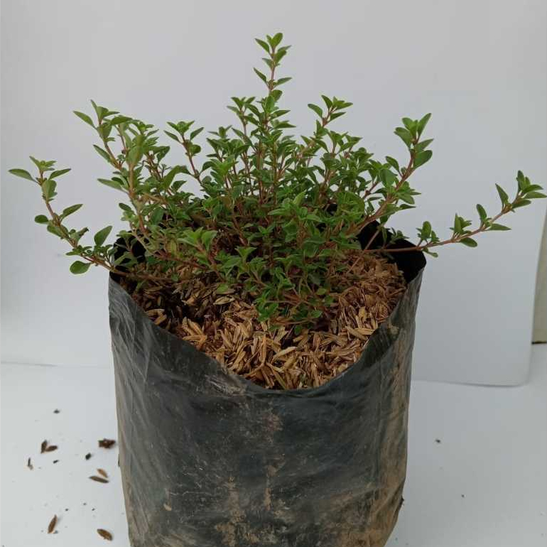 Tanaman Hias Thyme / Timi / Thymus vulgaris / Tanaman Thyme
