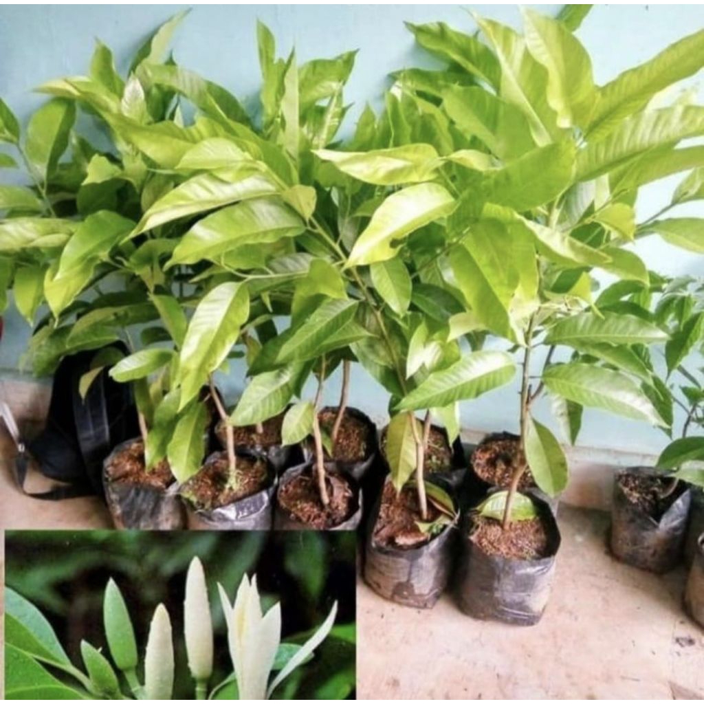 Pohon Bunga Kantil Putih / Cempaka Putih Bibit Tanaman Pohon Bunga Kantil