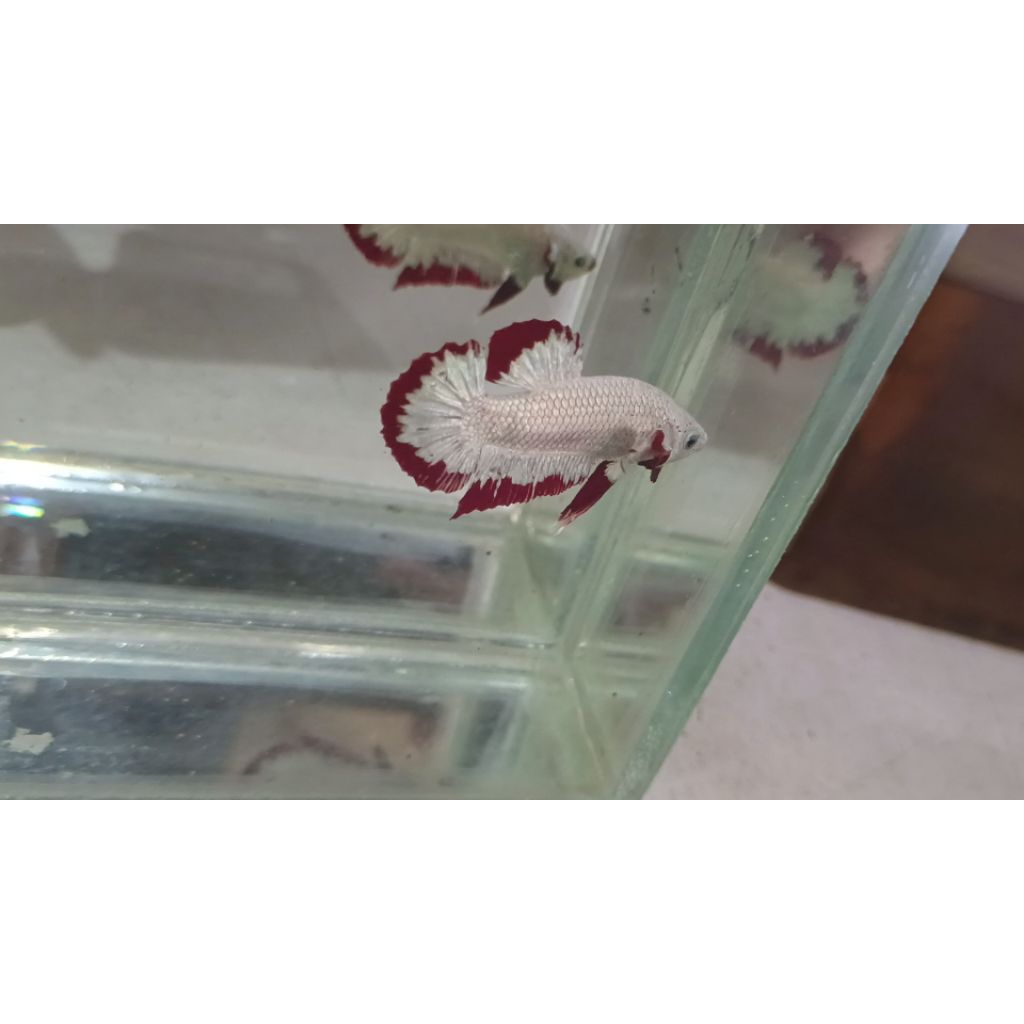 Betta red dragon snow white real pict