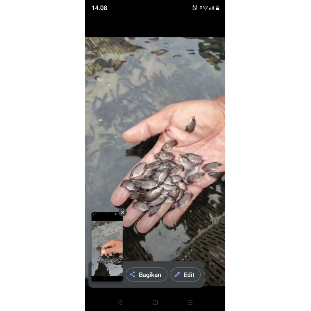 bibit ikan gurami berkualitas