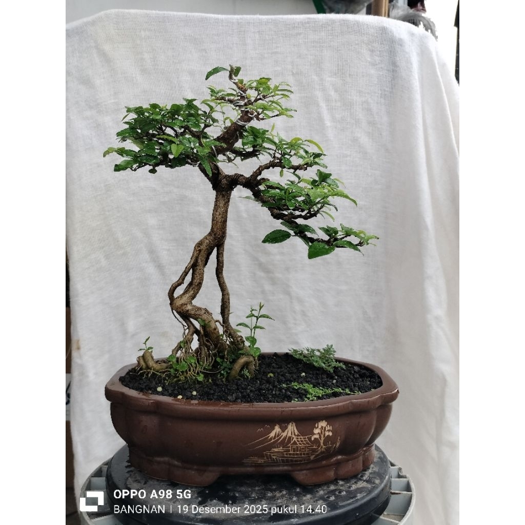 Bonsai anting putri bunjin small