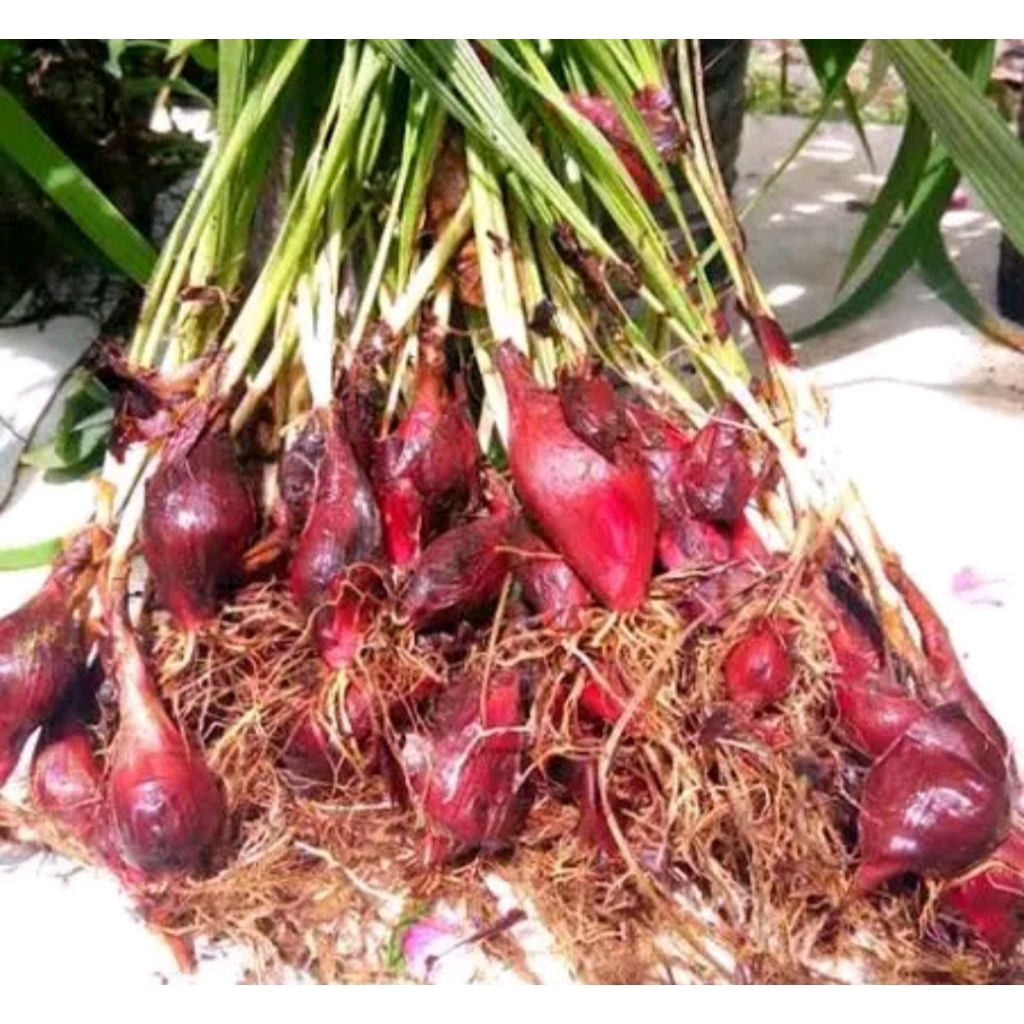 BAWANG DAYAK SEGAR 1KG