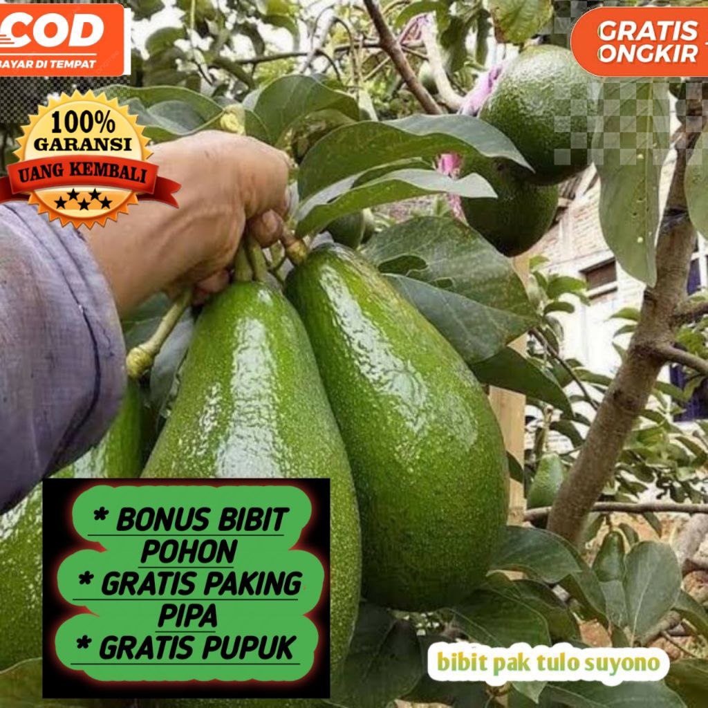 Bibit Alpukat mentega super jumbo /Alpukat Mentega Okulasi