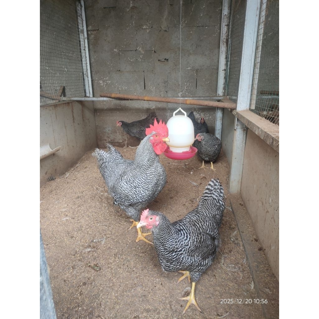 Telur Ayam Premium Plymouth Barred Rock