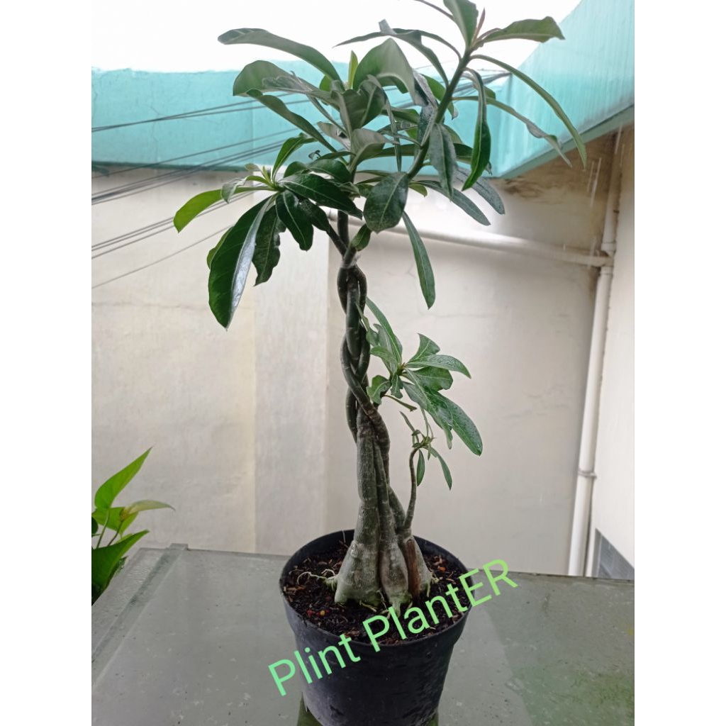adenium black somalense grouping