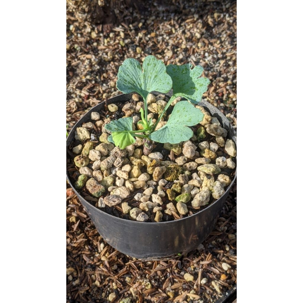 Ginkgo biloba | gingko biloba