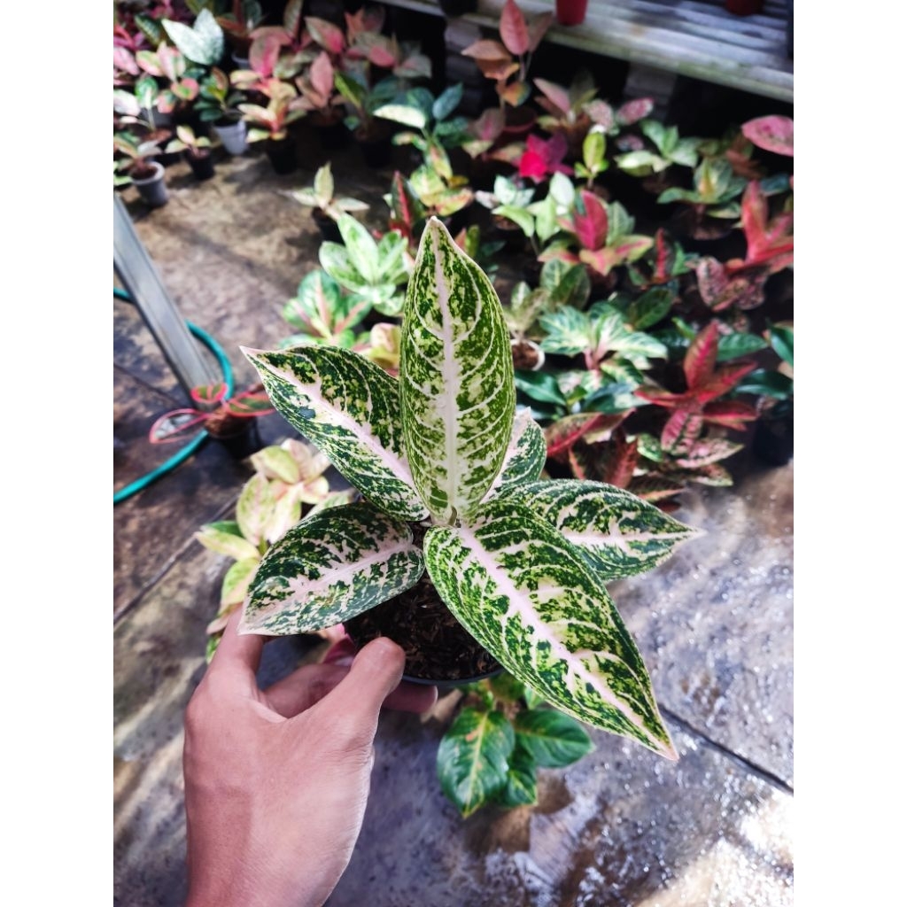 paket 2 Aglonema tanian lokal mutiara alba dan krisna