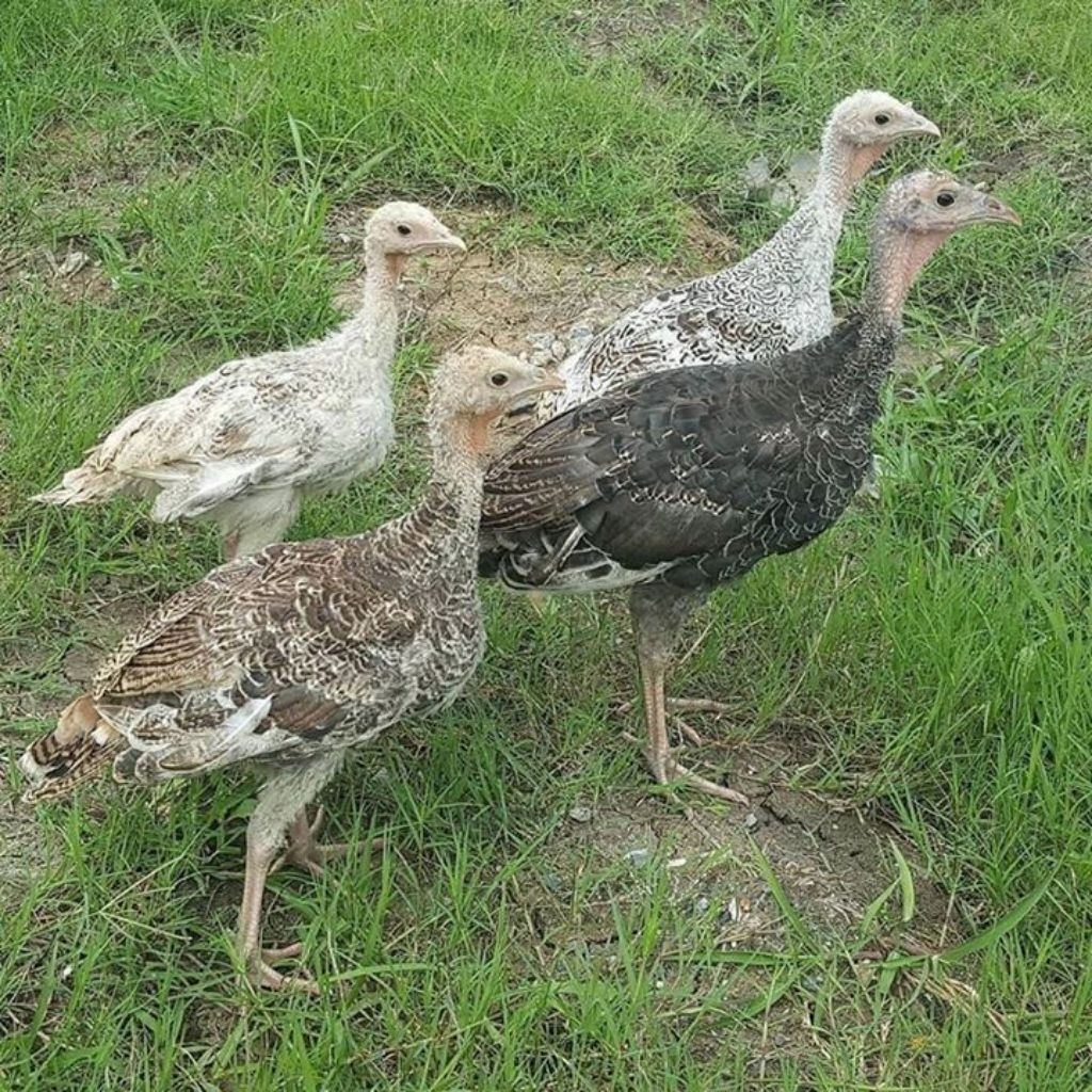 Ayam kalkun usia 2-3 bulan PASANGAN(jantan+betina)