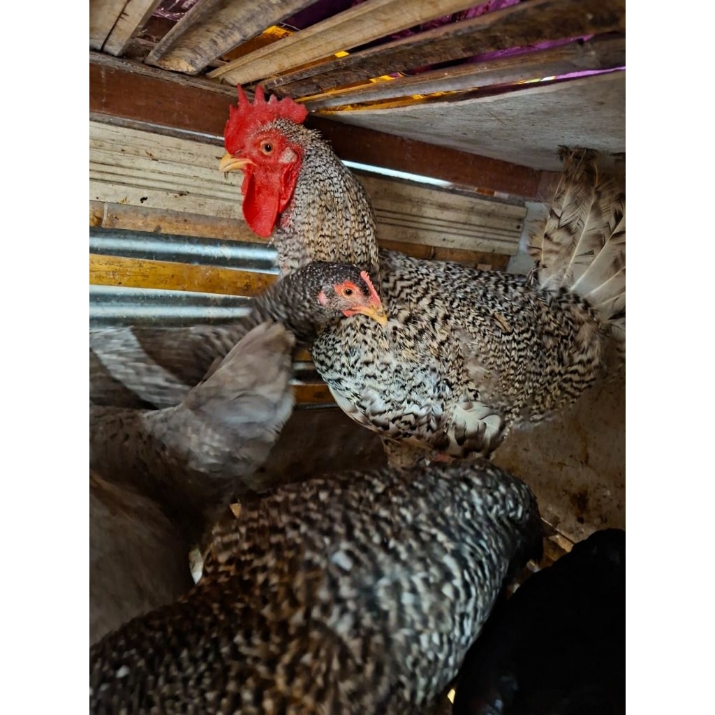 telur tetas ayam Barred Plymouth Rock x kuntara 4