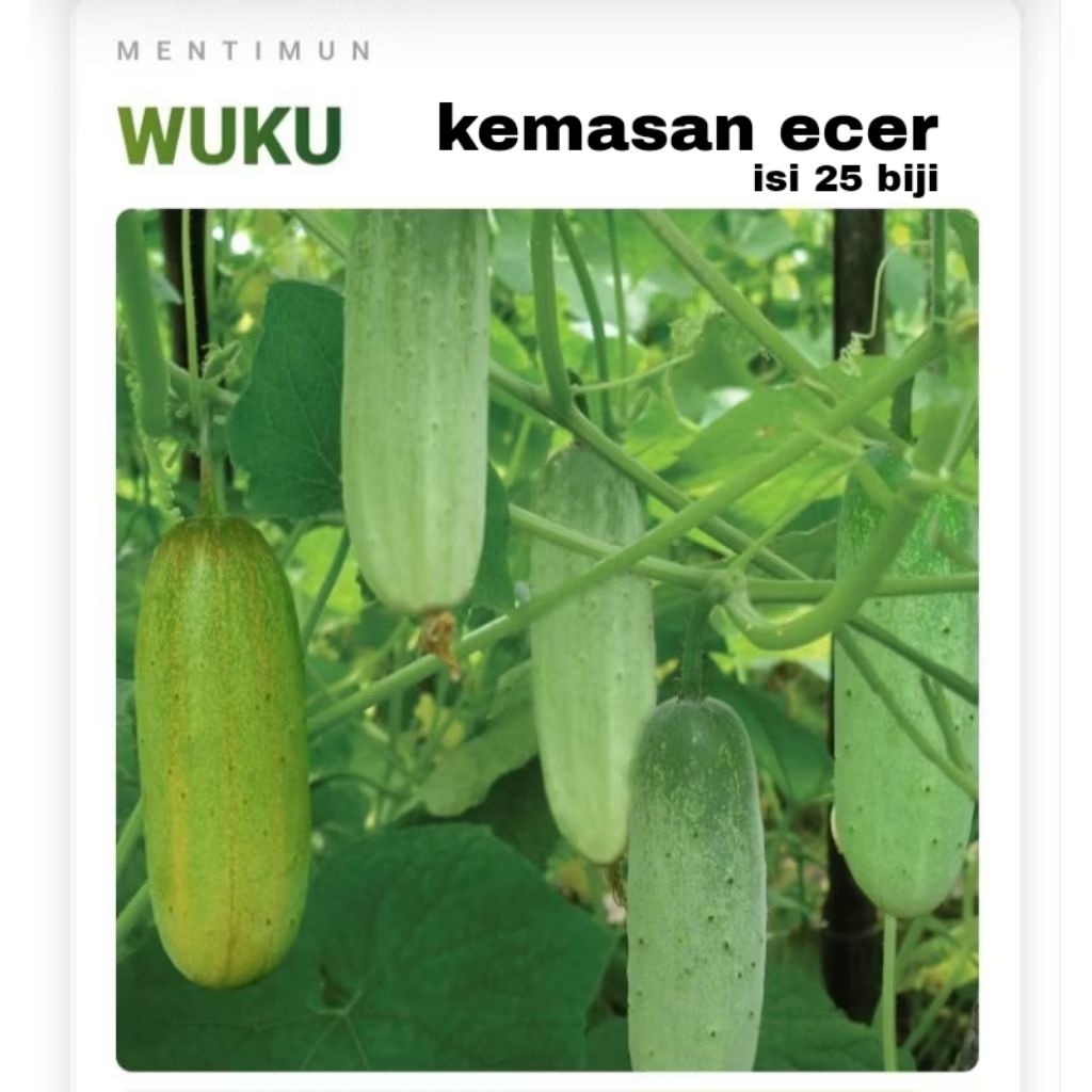 25 biji benih timun wuku kemasan ekonomis