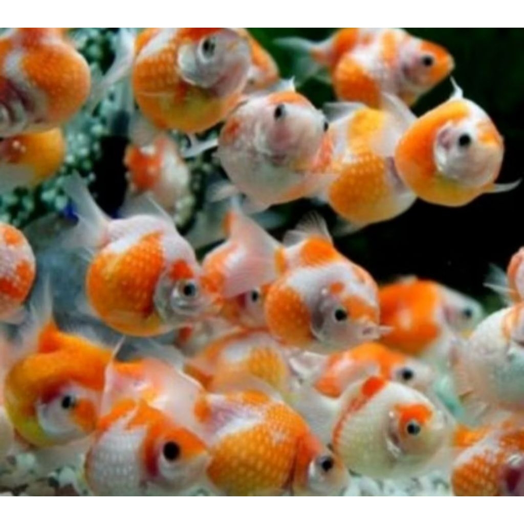 Ikan Hias Koki Oranda Oranda Putih Isi 2 - Tampilan Elegan untuk Aquarium Anda