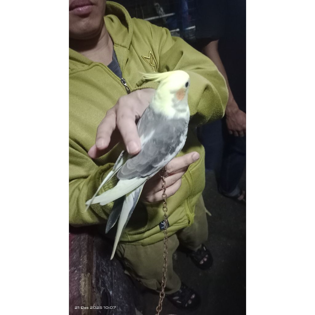 burung falk Australi